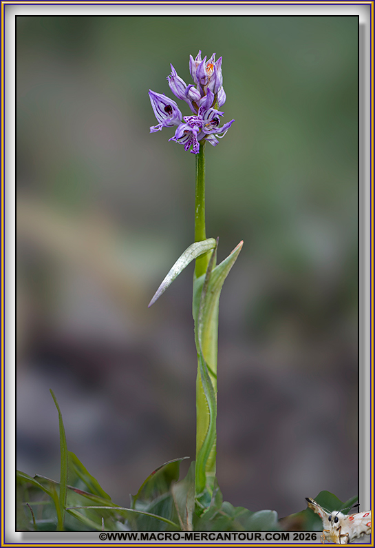 Orchis trident&eacute;